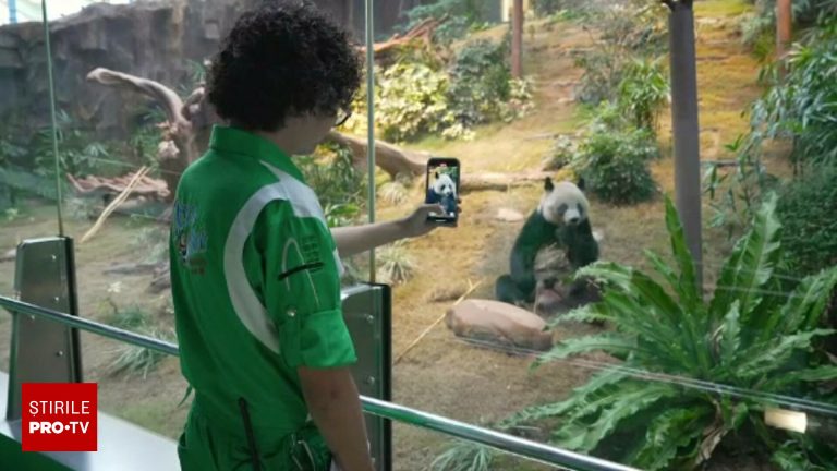 Ingrijitor de panda din Hong Kong job viral distractiv