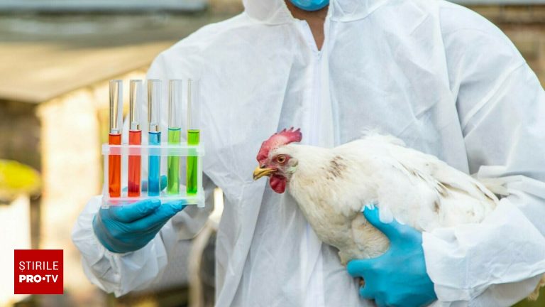 Prima detectare H5N1 in pasari comerciale din Georgia