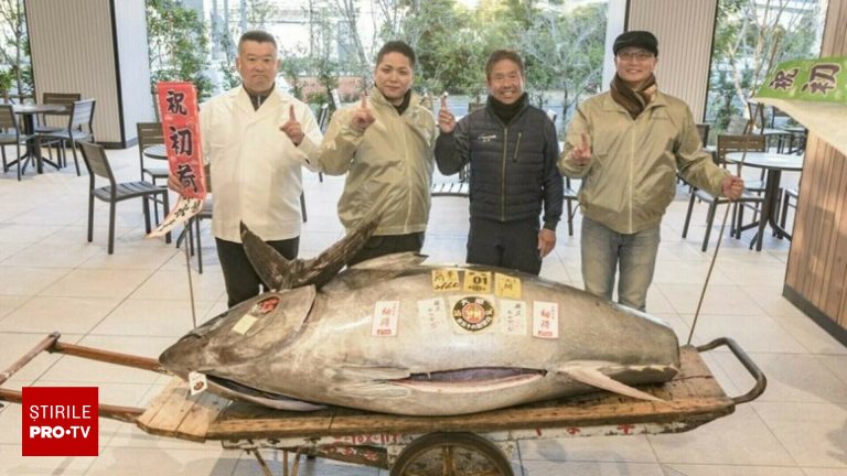 Un ton rosu de 212 kg vandut la licitatie in Tokyo