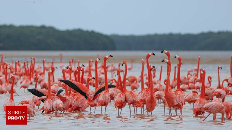 Contrabanda cu flamingo roz in Tunisia pasari invelite in panza si banda adeziva