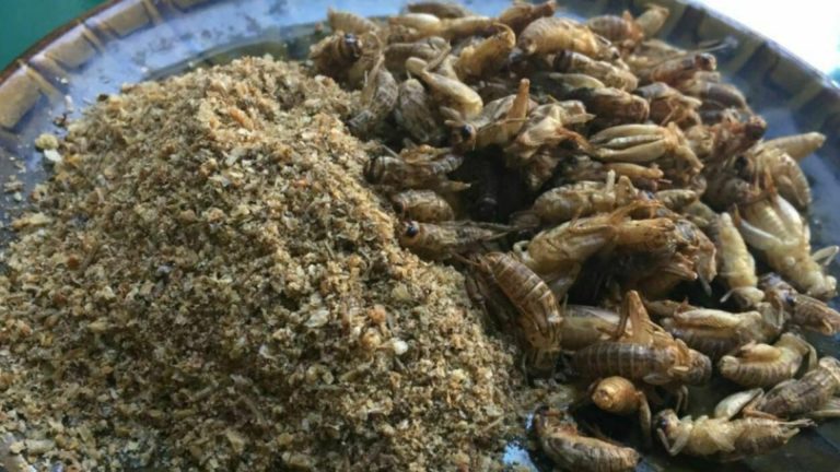 Greierii pe lista ingredientelor pentru consum impuse romanilor