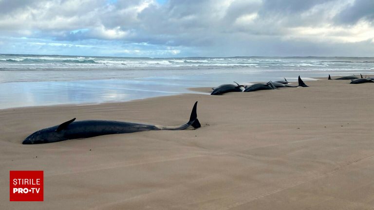 Peste 157 de delfini esuati pe plaja in Australia