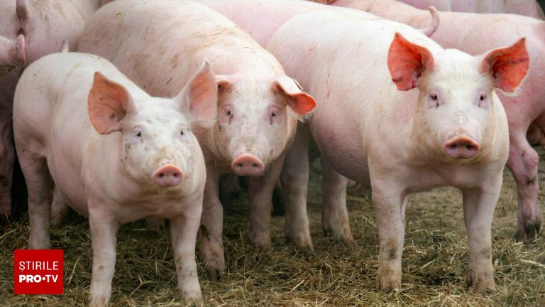 China a anulat cea mai mare comanda de carne de porc din SUA