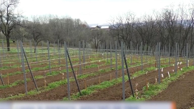 Scumpiri de pina la 100 Frigul a distrus fructele