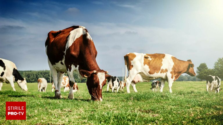 Un fermier german si a pierdut verigheta gasita in stomacul unei vaci