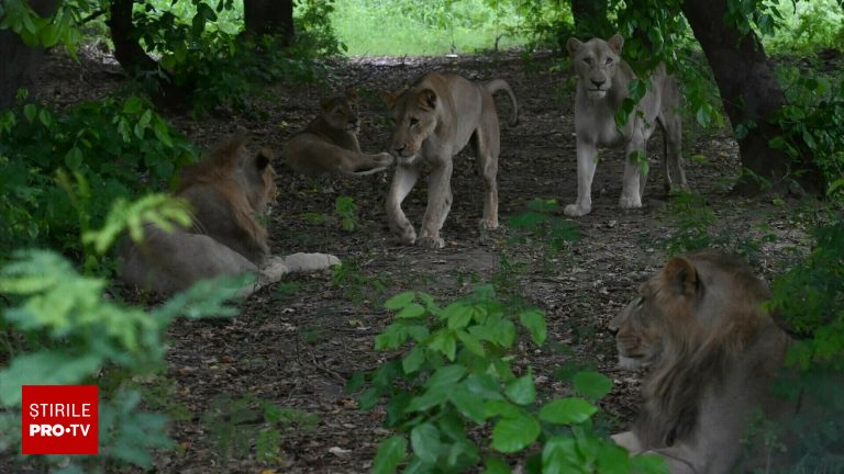 Leu de companie scapat atacă femeie și copii în Pakistan. Leu de companie scapat ataca femeie si copii in Pakistan