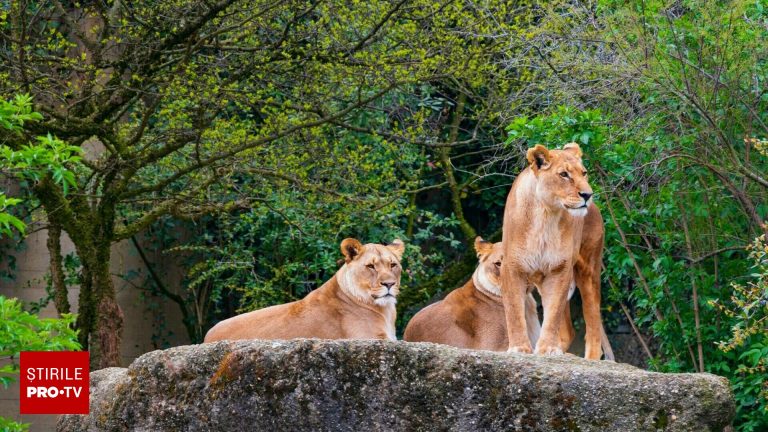 Gradina zoologica din Danemarca cere animale de companie