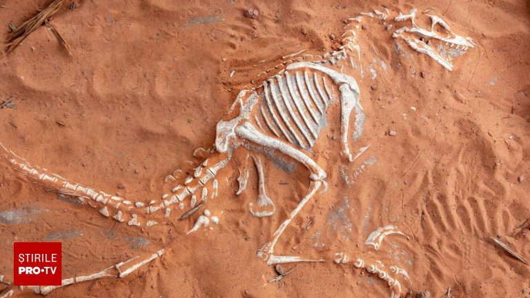Misterul a doi pterosauri descoperit de cercetatori