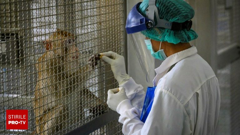 Maimute de laborator purtatoare de boli au scapat