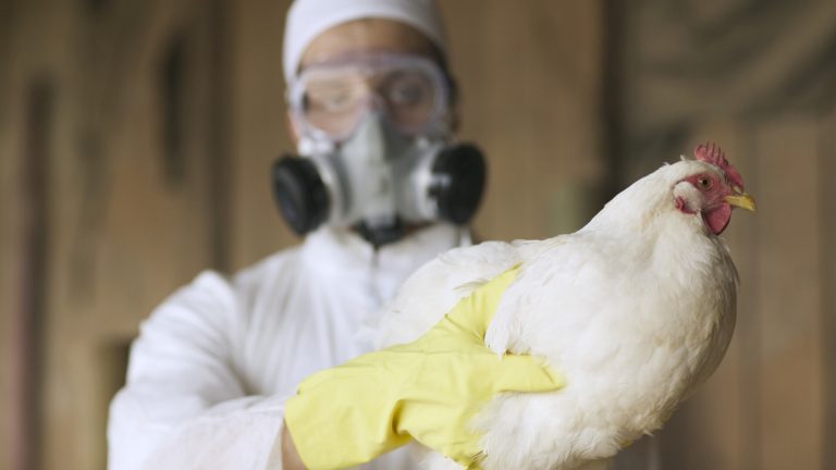O noua criza sanitara gripa aviara se raspandeste