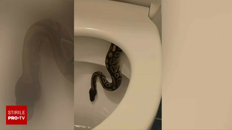 Sarpe urias gasit in WC ul unui apartament din Ungaria