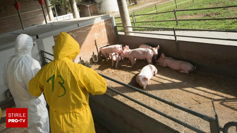 Catalonia a inchis un parc natural din cauza pestii porcine