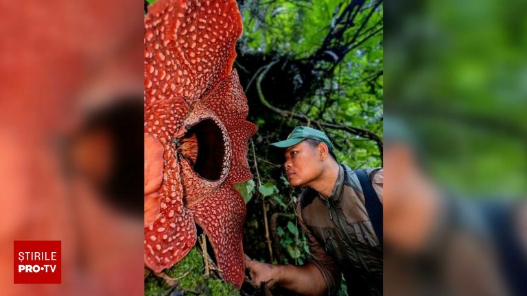 Cercetător plânge de fericire după 10 ani de căutări Cercetator plange de fericire dupa 10 ani de cautari