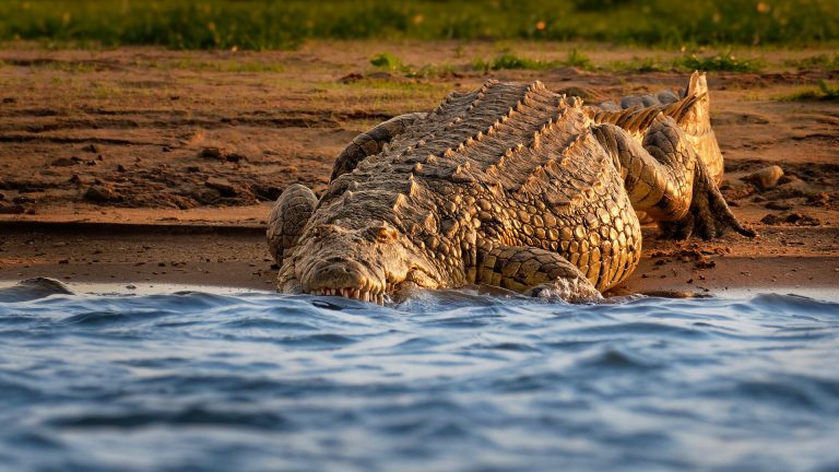 „Drop crocs” — crocodilii vânători din copaci: cele mai vechi ouă de crocodil găsite Drop crocs crocodilii vanatori din copaci cele mai vechi oua de crocodil gasite