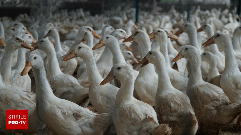 Focar de gripă aviară la ferma de rațe de la granița României Focar de gripa aviara la ferma de rate de la granita Romaniei
