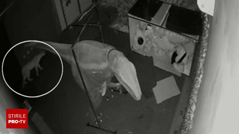 Alertă într-un restaurant din Sao Paulo: o pumă a intrat înainte de închidere Alerte intr un restaurant din Sao Paulo o puma a intrat inainte de inchidere