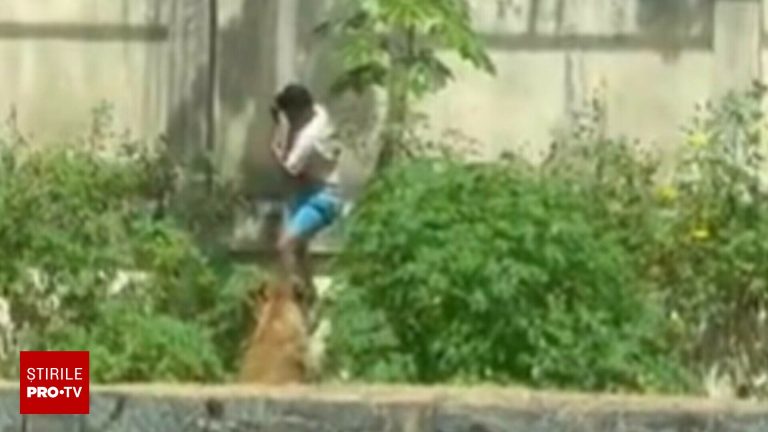 Un tanar ucis de o leoaica in Brazilia