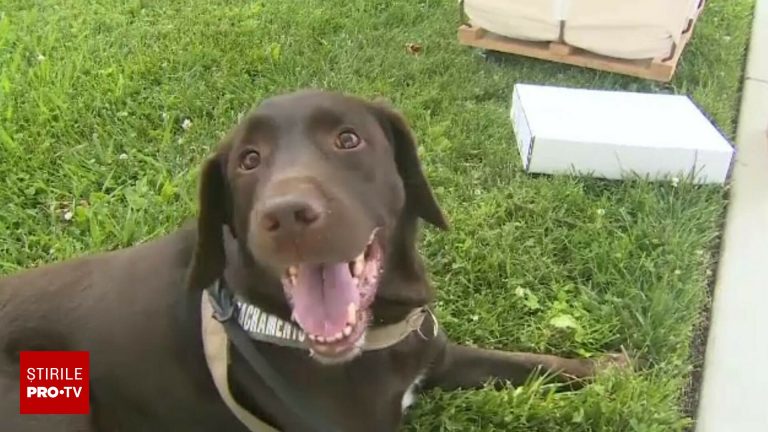 Victimă neașteptată a reducerilor bugetare: un labrador concediat Victima neasteptata a reducerilor bugetare un labrador concediat