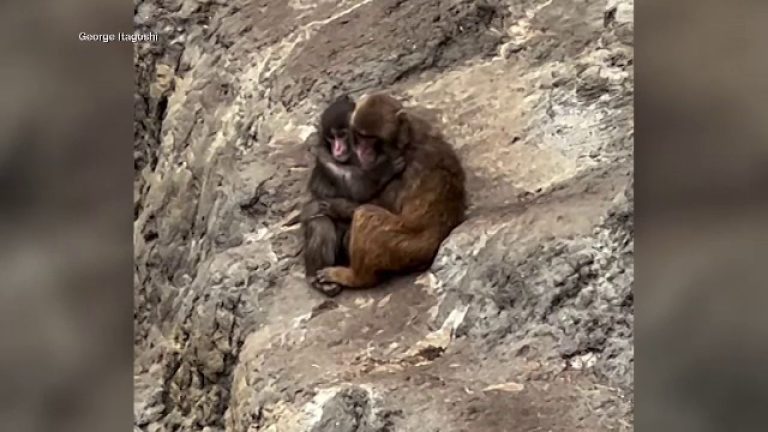 maimuica punch care a devenit populara pe internet are acum un prieten deosebit la zoo video