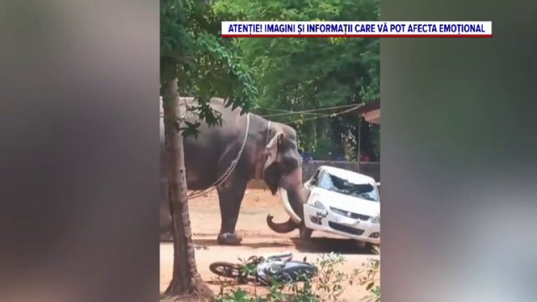 Un elefant a atacat oameni și a aruncat mașinile ca pe niște jucării la un templu din India, provocând moartea unei persoane. Un elefant a atacat oameni si a aruncat masinile ca pe niste jucarii la un templu din India provocand moartea unei persoane