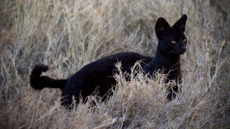 Felina „fantomă” din sălbăticie: aleargă mai repede decât leoparzii și are abilități de vânătoare superioare Felina fantoma din salbaticie alearga mai repede decat leoparzii si are abilitati de vanatoare superioare