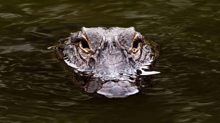 Israelul folosește crocodili ca paznici în închisori. „Terorist blestemat, te gândești să evazi?” Israelul folosteste crocodili ca paznici in inchisori terorist blestemat te gandesti sa evazi