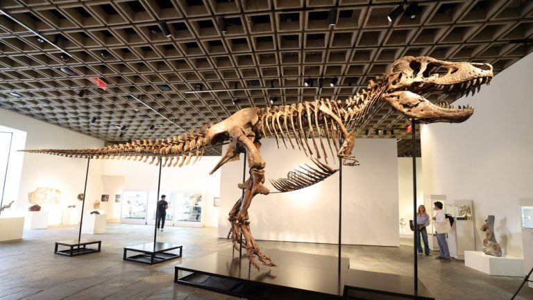 Un schelet de T Rex a fost vandut cu 50 de milioane de dolari la New York stabilind un pre record