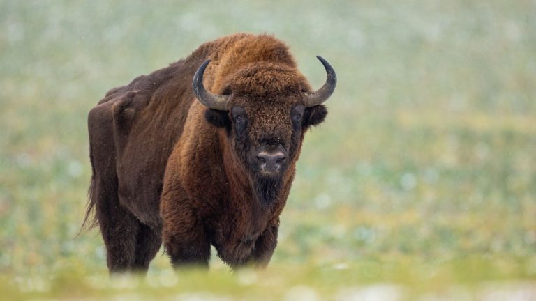 Un turist a fost atacat si aruncat in aer de un bizon in Parcul Yellowstone Victima a suferit rani severe VIDEO
