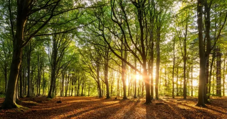 Oraș din Anglia recunoaște oficial „drepturile arborilor”, decizie unanimă Oraș din Anglia recunoaște oficial „drepturile arborilor”, decizie unanimă