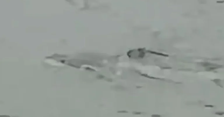 Un rechin înoată pe străzile inundate din SUA, filmat printre case