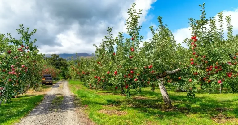 Afacere agricolă spaniolă de 9 milioane de euro, vândută. Motivul surprinzător Afacere agricolă spaniolă de 9 milioane de euro, vândută. Motivul surprinzător