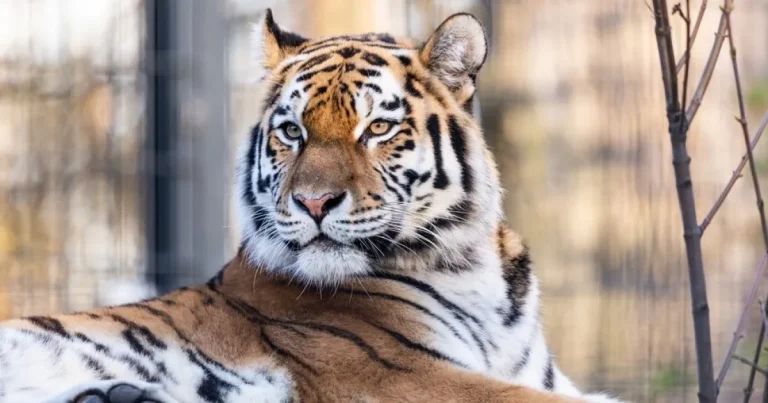 Bărbat ucis de un tigru la o grădină zoologică din Marea Britanie Bărbat ucis de un tigru la o grădină zoologică din Marea Britanie