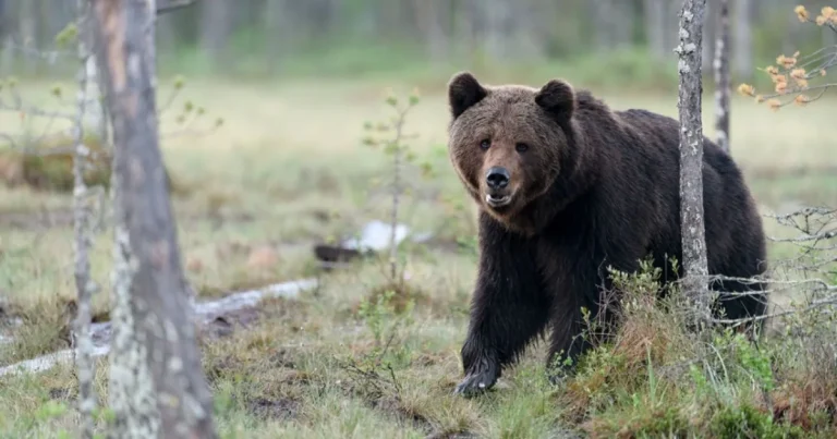 Femeie din Rusia, amendată după ce a speriat vecinii cu o poză cu urs generată de AI Femeie din Rusia, amendată după ce a speriat vecinii cu o poză cu urs generată de AI