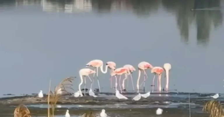 Flamingo roz, tot mai multe exemplare pe un lac din România Flamingo roz, tot mai multe exemplare pe un lac din România