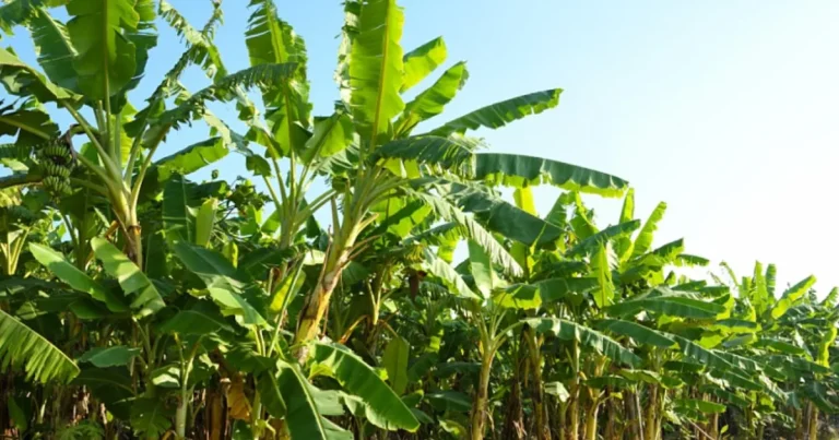 Fructul care s-ar putea scumpi în 2027 din cauza El Niño și a conflictelor internaționale