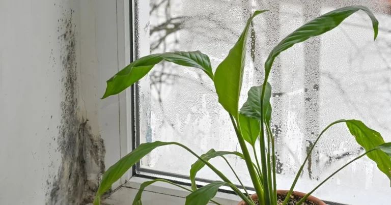 Plante de apartament care reduc umiditatea. Ce flori previi mucegaiul în casă Plante de apartament care reduc umiditatea. Ce flori previi mucegaiul în casă