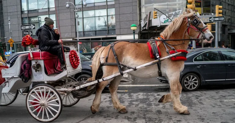 Plimbările cu trăsuri trase de cai în New York vor fi interzise