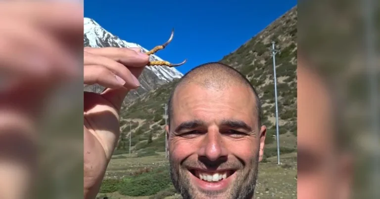 Polonez găsește în Himalaya o ciupercă de peste 100.000 dolari/kg Polonez găsește în Himalaya o ciupercă de peste 100.000 dolari/kg