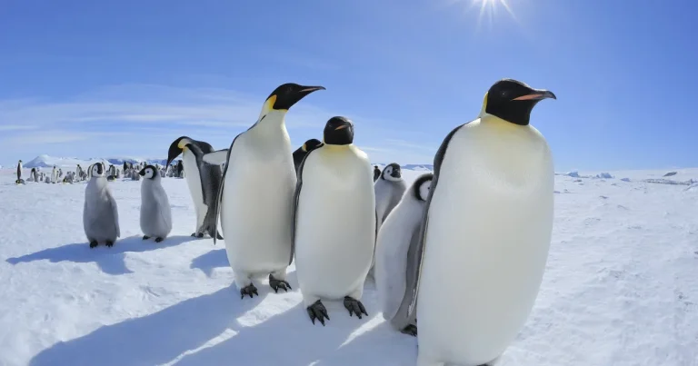 Un job plătit cu 2.500 de euro pe lună: numărarea pinguinilor din Antarctica Un job plătit cu 2.500 de euro pe lună: numărarea pinguinilor din Antarctica