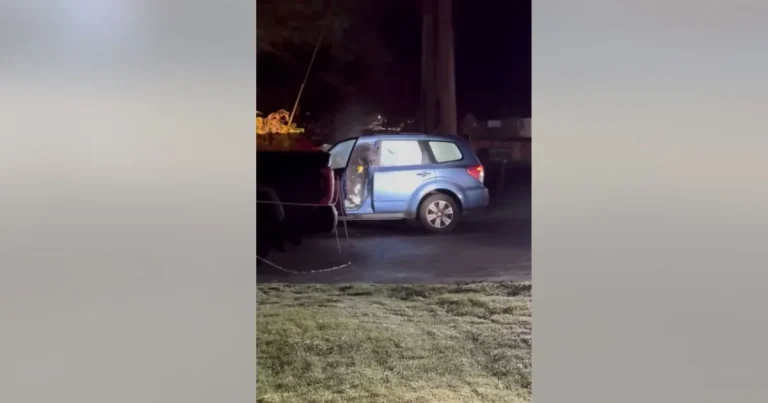 Urs negru blocat într-o mașină: a distrus interiorul în timp ce încerca să iasă